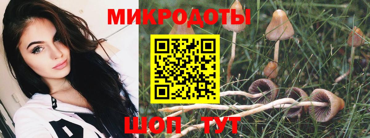 Псилоцибиновые грибы Psilocybe Зеленокумск